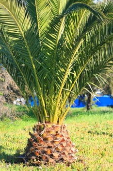 Small tropical palm tree in a park.

