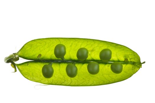 closeup of a pea pod