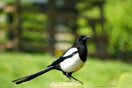 magpie perched on a wooden bar, with green background 

