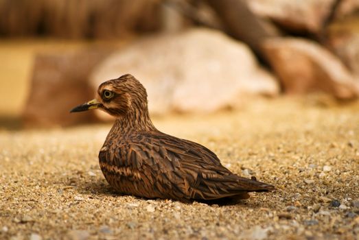 Bird on desert	