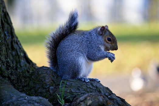 Little curious grey squirrel on green meadow eating a nut 