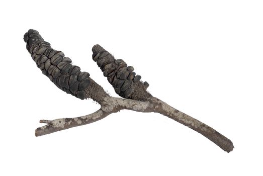 isolated seed head of a banksia after a bush fire