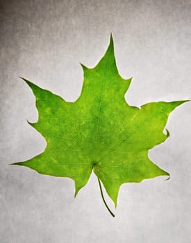 Maple leaf on white paper