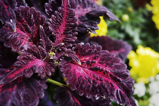 Red leafs with yellow flowers