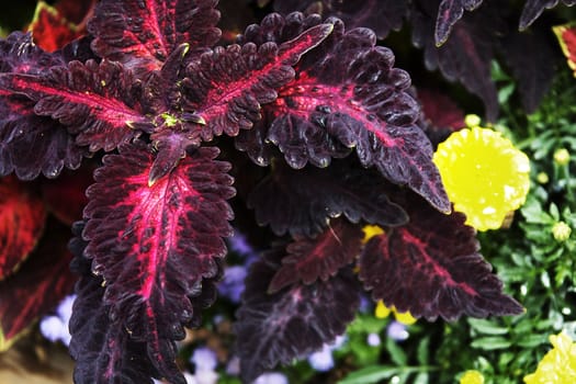 Red leafs with yellow flowers