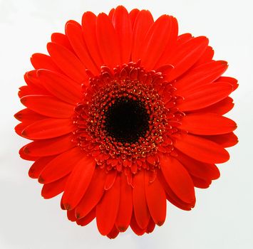 Red transvaal daisy isolated on white