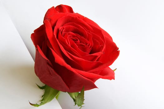Red rose on white paper