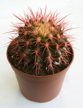 Little cactus isolated on white