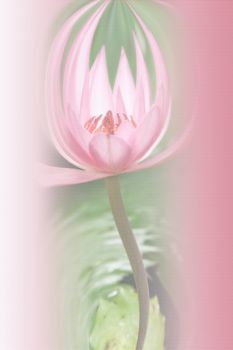 water lily background