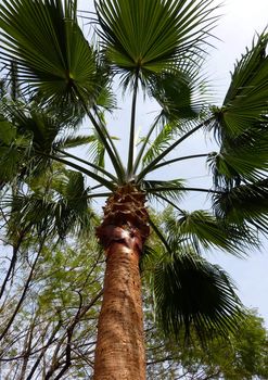 Palm tree with big circle leaves and beautiful trunk from under