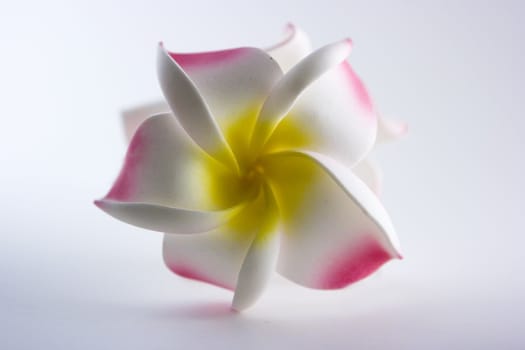 Artificial Hawaii flower on white background