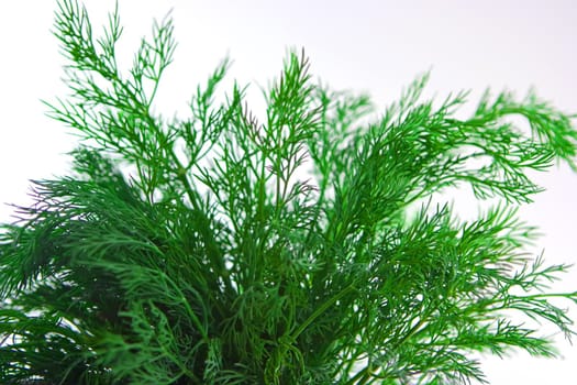 Bunch of dill on white background