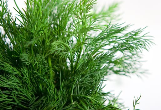 Bunch of dill on white background