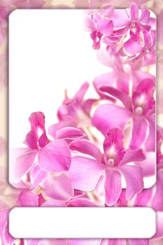 romantic orchid frame