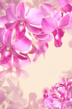 beautiful orchid abstract background