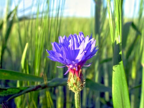Young cornflower among wheat field