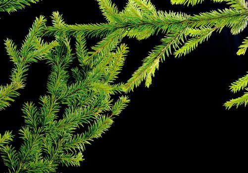 green fir branches with space for your text  on dark background 
