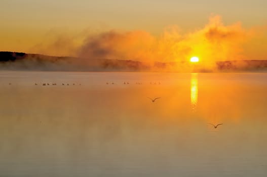Misty sunrise on a lake, with bird silhouettes