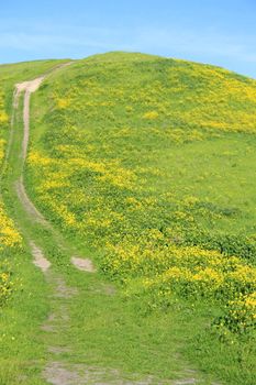 Mountain trail with wildflowers over blue sky.
