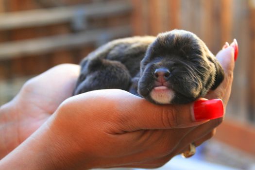 Close up of a newborn puppy.
