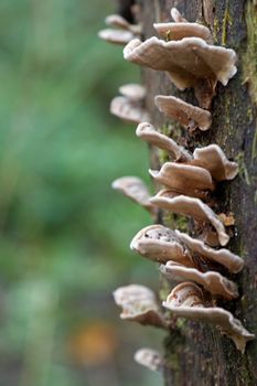 Closeup view of a tree with shelf fungi