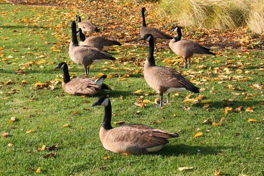 Pack of Canadian geese resting on a grass on a sunny day.