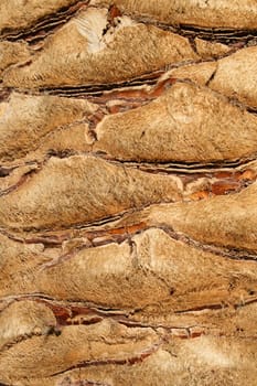 Close up of a tropical palm tree showing unique pattern.