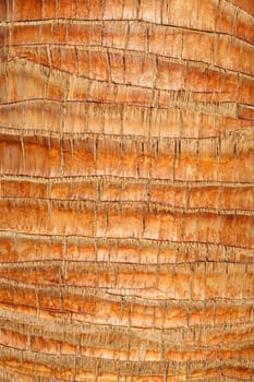 Close up of a tropical palm tree showing unique pattern.