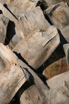 Close up of a tropical palm tree showing unique pattern.