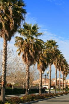 Row of tropical palms over blue sky.
