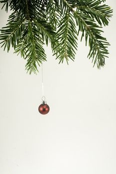 Ornament hanging from fir branch
