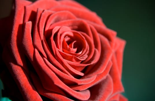 flower: red rose as postcard for example