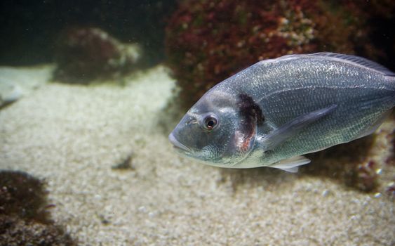 under watter world with animals like fish