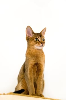 young Abyssinian cat in action