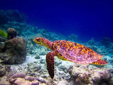 Hawksbill Turtle swiming like flying at Maldives