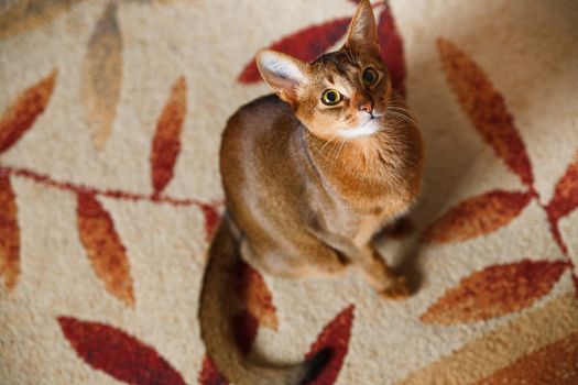 verry cool and wounderful young abyssinian cat photo