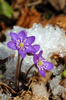 Liverwort. (Hepatica nobilis)
In Norwegian: Blåveis.