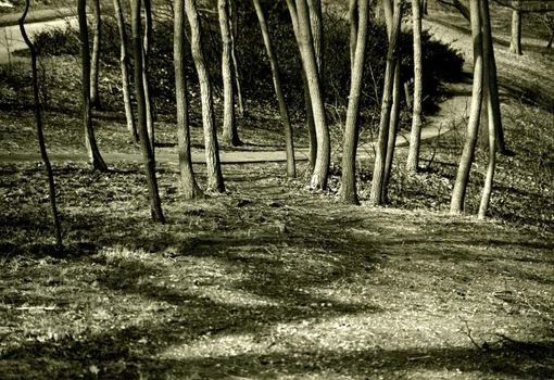 Trail behind trees in a wooded areacreate a serene scene. 