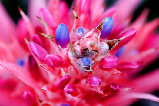 Colorful flower of a cactus / Bromeliad as a close up macro shot. Focus only in the center.