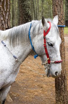 Horse tied to a tree in a park in Chiapas, Mexico