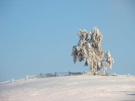 Frost covered tree in winter landscape