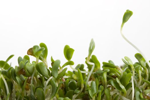 macro of alfalfa sprouts on white background