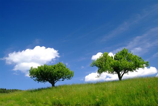 trees with clouds and blue sky