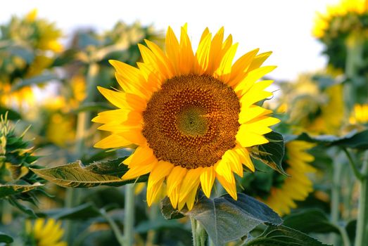 single sunflowers in field
