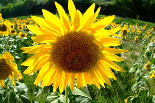 single sunflowers in field
