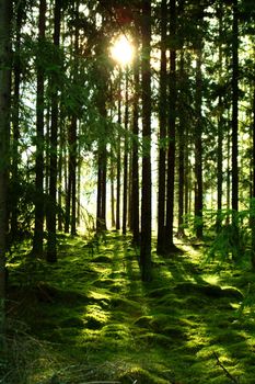 green wood by sunlight