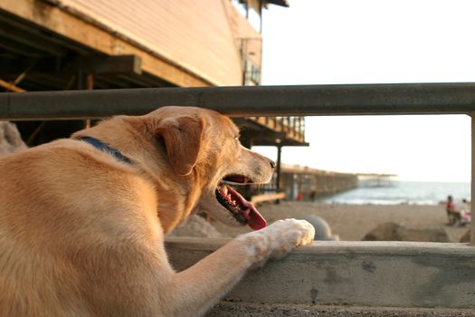 A dog looking over the ocean at sunset near the beach in Ventura California