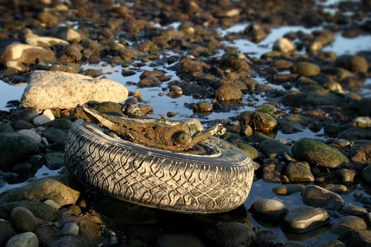 An old tire exposed by a low tide.