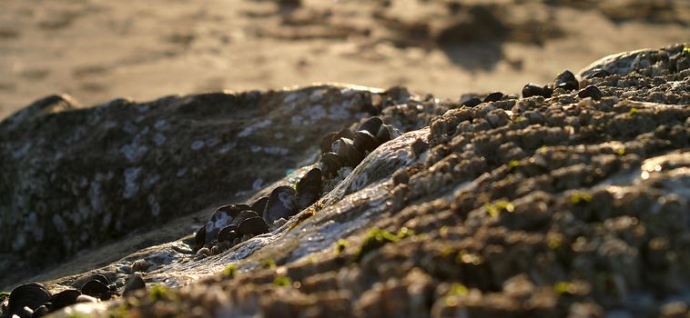 Rock by the beach with mussels at sunset