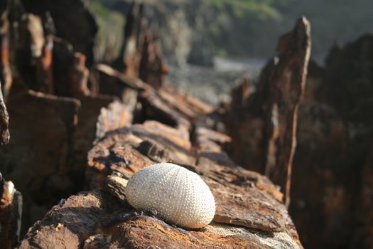 A sea urchin test (shell) on a rusty ship wreck.